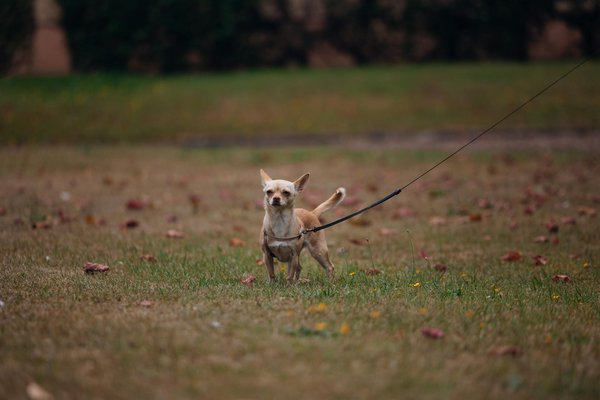 What role does artificial intelligence play in the UK's automotive supply chain?